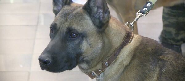 Трех уникальных служебных собак-клонов впервые привезли в Россию Трех уникальных служебных собак-клонов впервые привезли в Россию - Sputnik Грузия