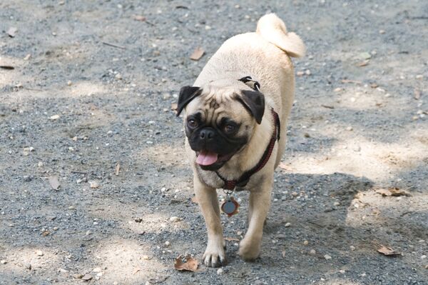 Мопс - Sputnik Грузия