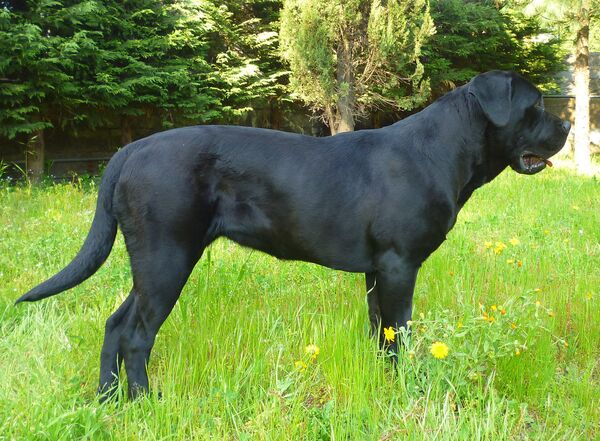 Кане-корсо - Sputnik Грузия