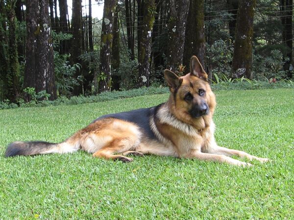 Немецкая овчарка - Sputnik Грузия