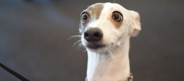 ცნობისმოყვარე ძაღლი - Sputnik საქართველო