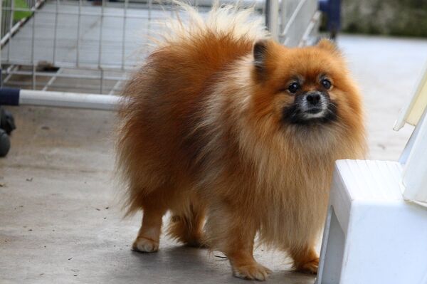 Померанский шпиц - Sputnik Грузия