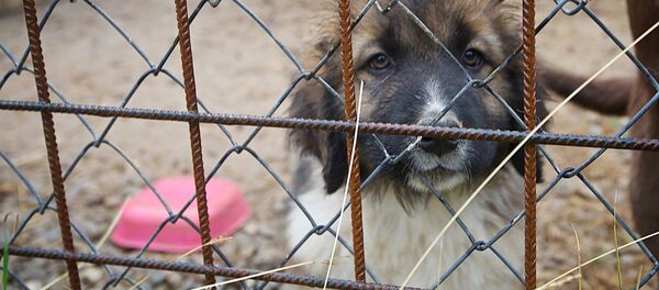 В Тбилисском зоопарке занялись разведением кавказских овчарок - Sputnik Грузия