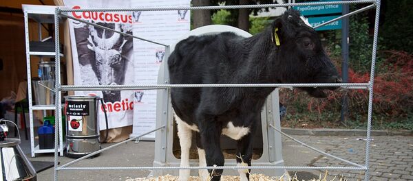 ძროხა თბილისში სასოფლო–სამურნეო გამოფენაზე ძროხა თბილისში სასოფლო–სამურნეო გამოფენაზე - Sputnik საქართველო