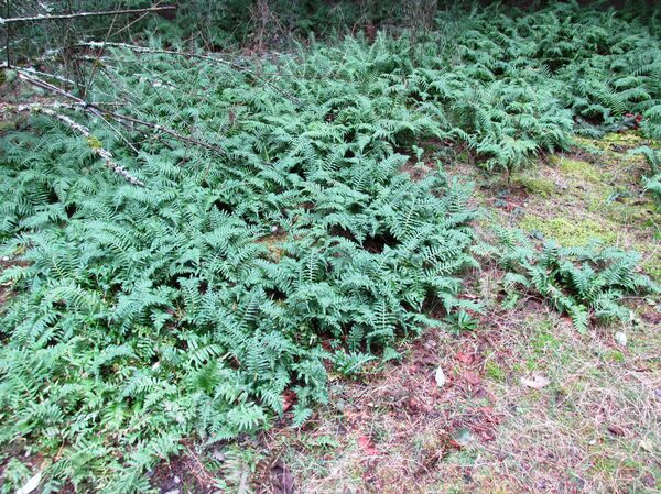 ძირტკბილა - Sputnik საქართველო