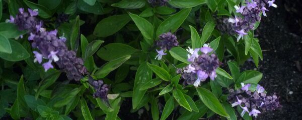 ძირტკბილას ყვავილი ძირტკბილას ყვავილი - Sputnik საქართველო