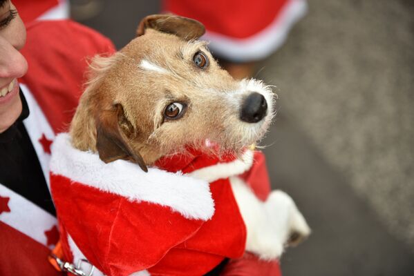 ძაღლი სანტა კლაუსის კოსტიუმით მონაწილეობას ღებულობს სანტა კლაუსების მარათონში მიჰენდორფში, გერმანია - Sputnik საქართველო