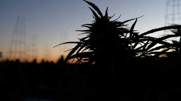 Плантация марихуаны в лучах утреннего солнца на ферме в Лос Суэносе в Америке - Sputnik Грузия