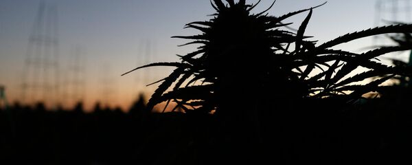 Плантация марихуаны в лучах утреннего солнца на ферме в Лос Суэносе в Америке - Sputnik Грузия