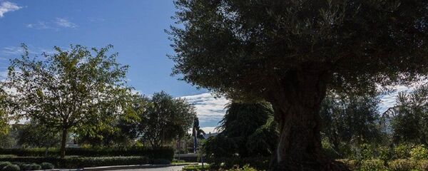 სამების ბაღის უხუცესი მკვიდრი - 400 წლოვანი ზეთისხილი - Sputnik საქართველო