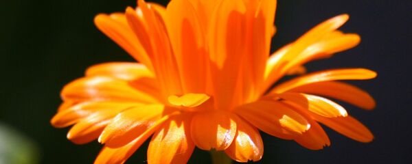 გულყვითელა, ანუ კალენდულა გულყვითელა, ანუ კალენდულა - Sputnik საქართველო