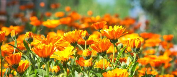 კალენდულა კალენდულა - Sputnik საქართველო