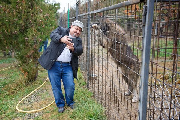 В питомнике сегодня десять взрослых кавказских овчарок - по словам директора зоопарка Зураба Гуриелидзе, на данный момент этого пока достаточно, а потом питомник будет расширен - Sputnik Грузия