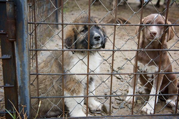 На территории нового тбилисского зоопарка решили создать и питомник по разведению кавказских овчарок - территория его огромна, поэтому в вольерах содержатся и несколько собак других пород - Sputnik Грузия