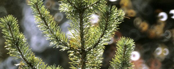 Саженцы хвойных деревьев - Sputnik Грузия