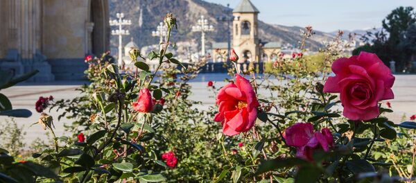 ვარდები საპარრიარქოს ბაღში ვარდები საპარრიარქოს ბაღში - Sputnik საქართველო