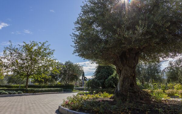 Четырехсотлетнее оливковое дерево в саду Патриархии - Sputnik Грузия
