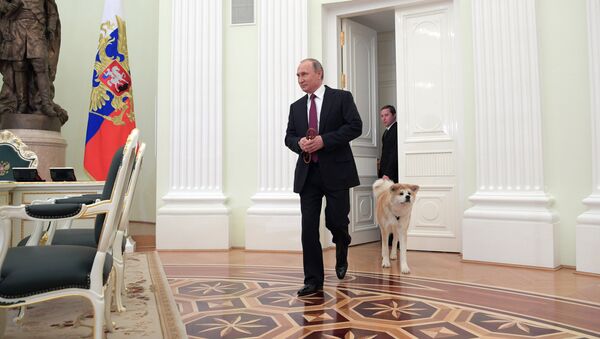 Президент РФ Владимир Путин с собакой Юмэ породы акита-ину перед началом интервью в Кремле телекомпании Ниппон и газете Иомиури в преддверии официального визита в Японию - Sputnik Грузия