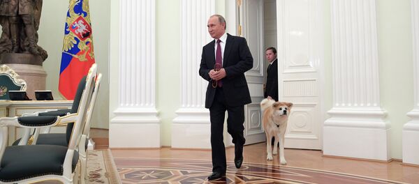 Президент РФ Владимир Путин с собакой Юмэ породы акита-ину перед началом интервью в Кремле телекомпании Ниппон и газете Иомиури в преддверии официального визита в Японию - Sputnik Грузия