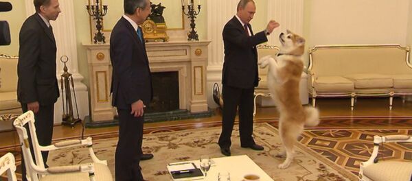 Путин показал японским журналистам собаку Юмэ (копия) - Sputnik Грузия