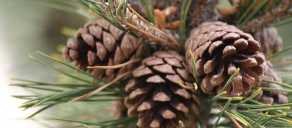 Шишки  - Sputnik Грузия