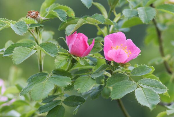 ასკილი ყვავილობისას ასკილი ყვავილობისას - Sputnik საქართველო