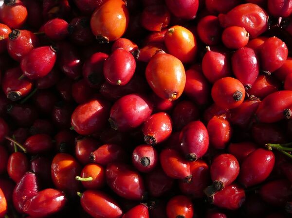 ასკილის ნაყოფი ასკილის ნაყოფი - Sputnik საქართველო