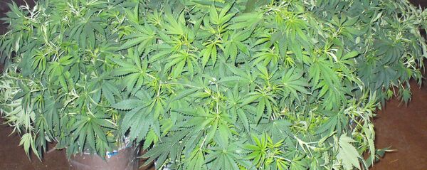 კერძო ეზოში მოყვანილი კანაფი - Sputnik საქართველო