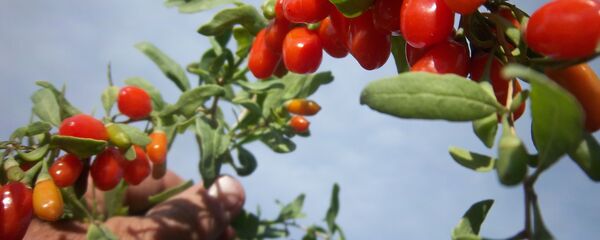 გოჯი ბერი გოჯი ბერი - Sputnik საქართველო