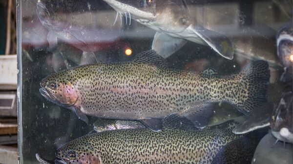 Форель в аквариуме - Sputnik Грузия
