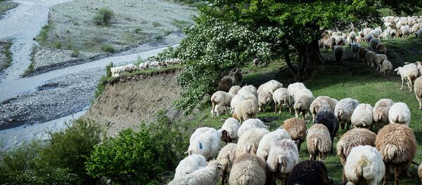 ცხვრები - არქივის ფოტო ცხვრები - არქივის ფოტო - Sputnik საქართველო