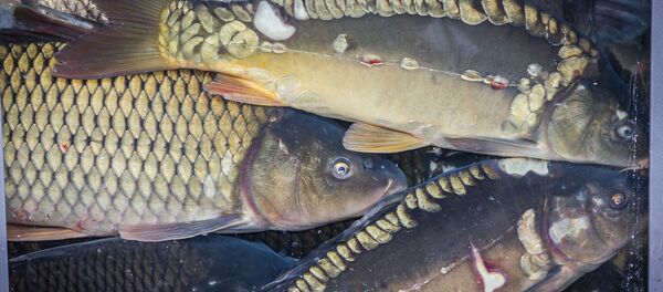 თევზი თევზი - Sputnik საქართველო