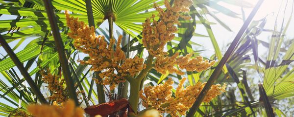 აყვავებული ტრახიკარპუს ფორჩუნა - Sputnik საქართველო