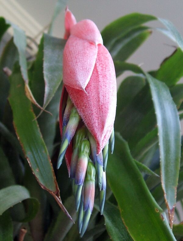 საახალწლო საჩუქრები სხვადასხვა ტიპის ქალების, მამაკაცებისა და ბავშვებისთვის - Sputnik საქართველო