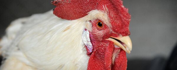 Петухи на экоферме Страус Забайкалья в Забайкальском крае - Sputnik Грузия