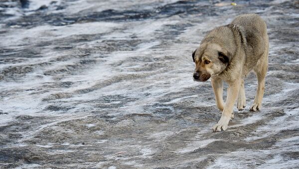 ძაღლი მირბის ყინულზე ზამთარში - Sputnik საქართველო
