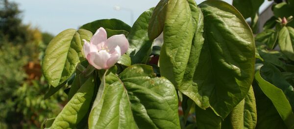 კომშის ყვავილი კომშის ყვავილი - Sputnik საქართველო