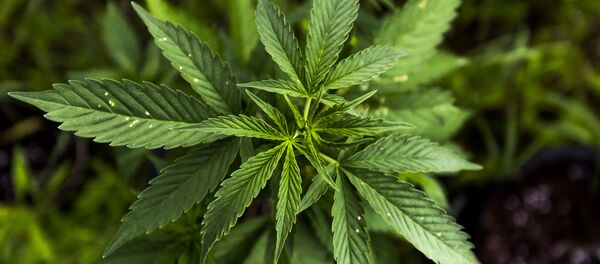 Куст конопли - Sputnik Грузия