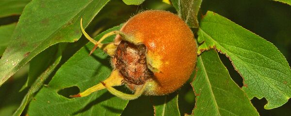 ზღმარტლი - Sputnik საქართველო