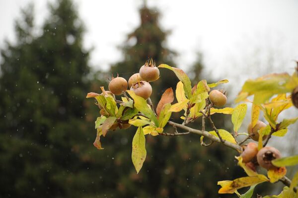 ზღმარტლი - Sputnik საქართველო