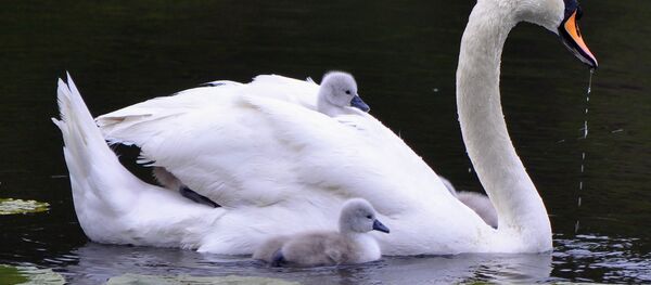 გედი გედი - Sputnik საქართველო