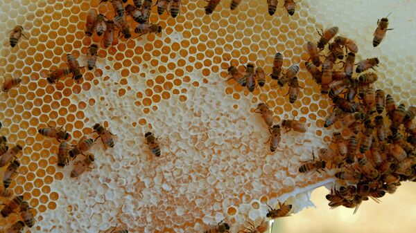 ფუტკარი თაფლის ფიჭაზე  - Sputnik საქართველო