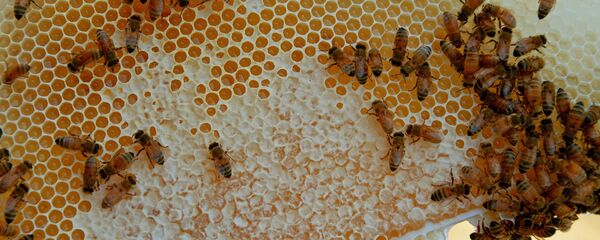 ფუტკარი თაფლის ფიჭაზე  ფუტკარი თაფლის ფიჭაზე  - Sputnik საქართველო