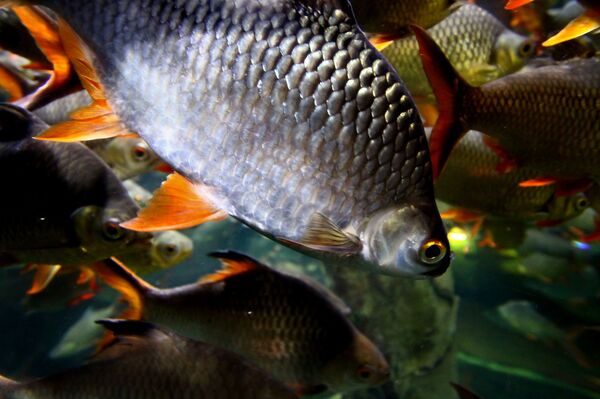 ზღვის თევზი ზღვის თევზი - Sputnik საქართველო