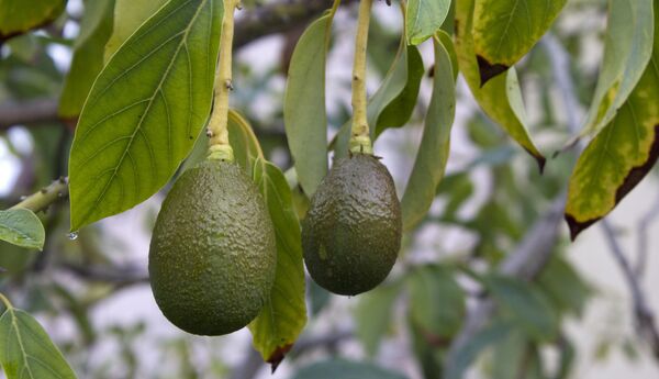 როგორ გავაძლიეროთ ტვინის მუშაობა – 14 ჯანსაღი საკვები ტვინის უკეთესი ფუნქციონირებისთვის როგორ გავაძლიეროთ ტვინის მუშაობა – 14 ჯანსაღი საკვები ტვინის უკეთესი ფუნქციონირებისთვის - Sputnik საქართველო