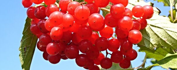 ძახველი - Sputnik საქართველო