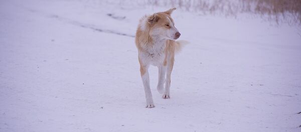 Собака бежит по снегу зимой в горах - Sputnik Грузия