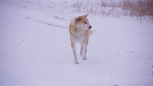 Собака бежит по снегу зимой в горах - Sputnik Грузия