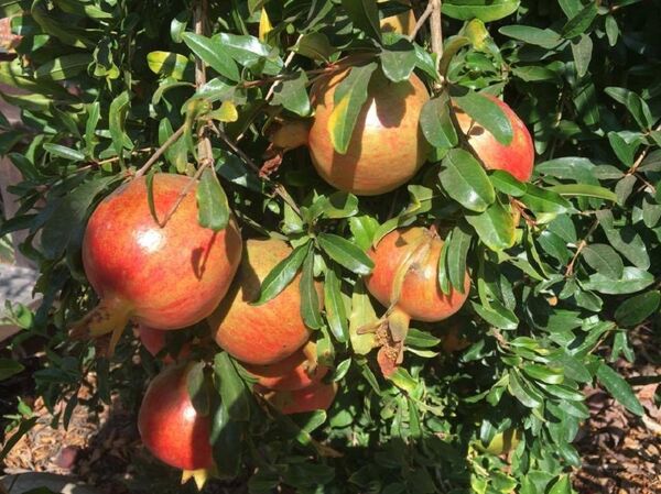 ბროწეულის მოსავალი - Sputnik საქართველო