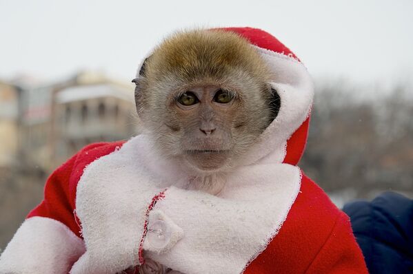 მიუხედავად ზამთრის ამინდისა და თოვლისა, თბილისის ისტორიულ ცენტრში შეგიძლიათ სურათი გადაიღოთ მაიმუნებთანაც - Sputnik საქართველო